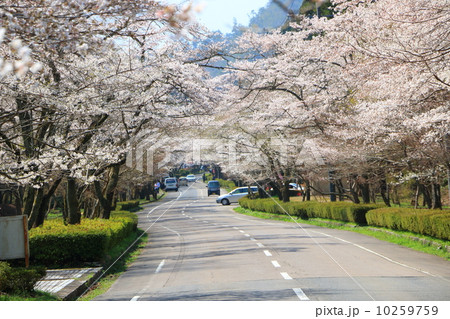 寺尾ヶ原千本桜公園 2014年 10259759