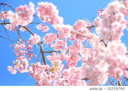 伊奈波通りのしだれ桜 伊奈波通りのしだれ桜 10259760