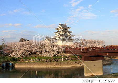 墨俣一夜城と桜 10259777