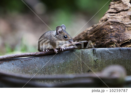 Wood mouse (Apodemus sylvaticus) Wood mouse (Apodemus sylvaticus) 10259787