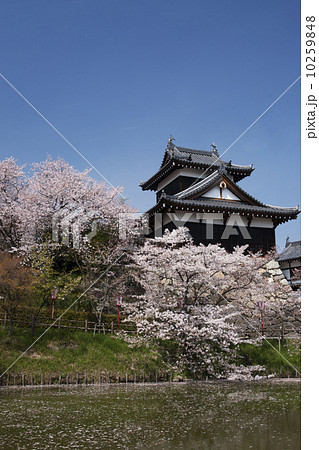 大和郡山城　桜花爛漫　青空バック 10259848