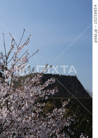大和郡山城　桜花の頃 10259854