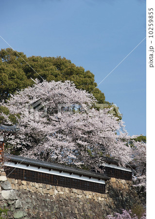 大和郡山城　桜花の頃 10259855