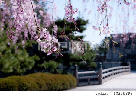 二条城　桜 10259895