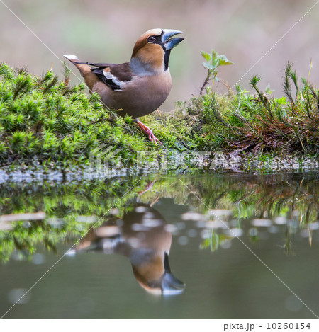 Male hawfinch (Coccothraustes coccothraustes) Male hawfinch (Coccothraustes coccothraustes) 10260154