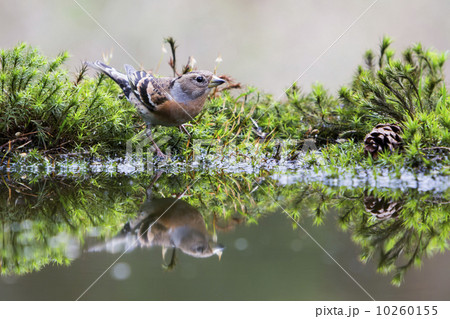 Brambling (Fringilla montifringilla) Brambling (Fringilla montifringilla) 10260155