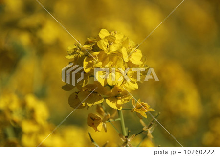 菜の花 10260222