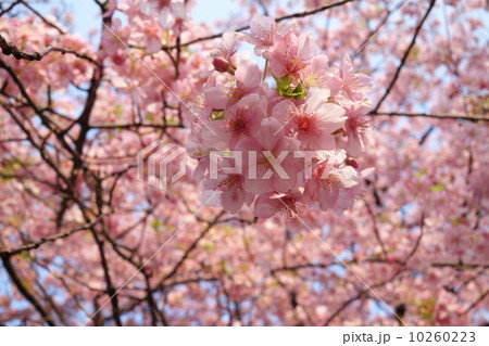 北の丸公園の河津桜 北の丸公園の河津桜 10260223