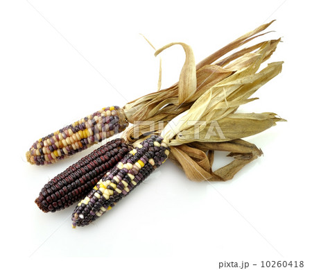 Colorful Dry Corn 10260418