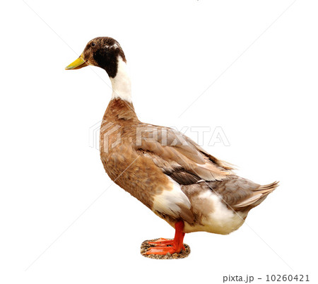 wild duck wild duck 10260421