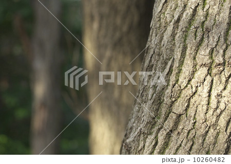 雑木林 雑木林 10260482
