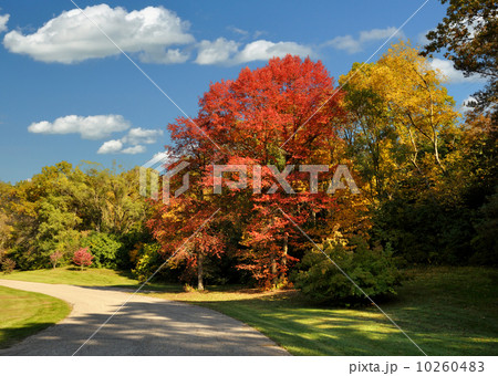 Road In The Park 10260483