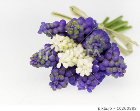 ムスカリの花束 ムスカリの花束 10260585