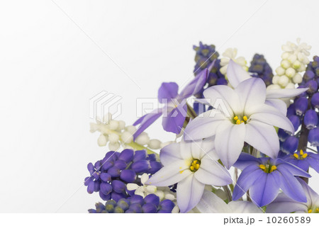 ハナニラとムスカリのフラワーアレンジメント 10260589