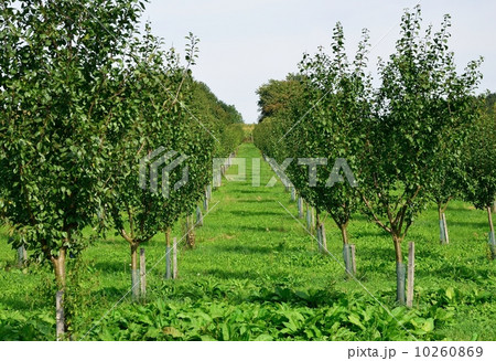 View to the apple plantation with young apple tree. View to the apple plantation with young apple tree. 10260869