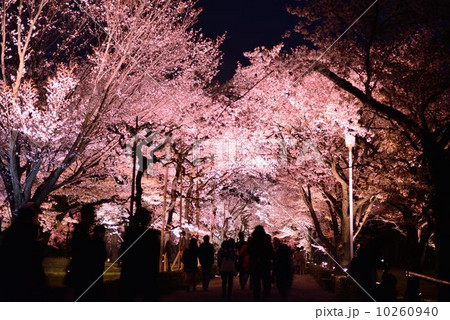 春の二条城 10260940