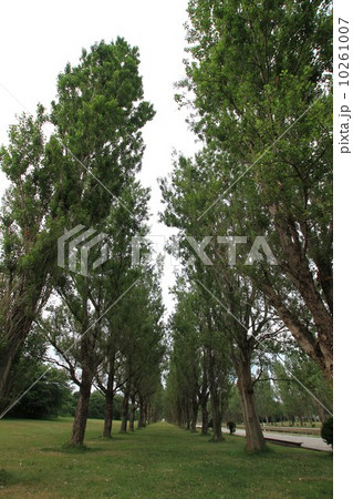 前田森林公園のポプラ並木・夏 前田森林公園のポプラ並木・夏 10261007