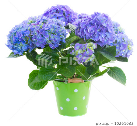 blue hortensia flowers in green pot  10261032