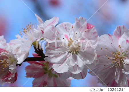桃の花　上久喜 10261214