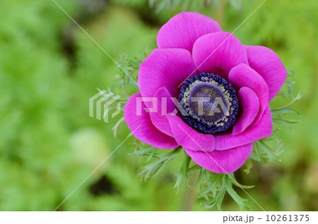 アネモネ アネモネ 10261375