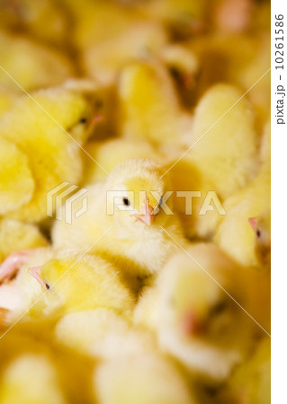 Yellow chickens 10261586