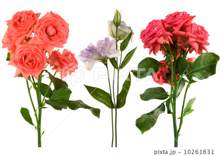Beautiful fresh flowers Beautiful fresh flowers 10261631