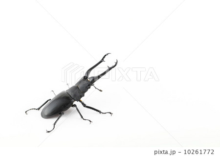 ギラファノコギリクワガタ ギラファノコギリクワガタ 10261772