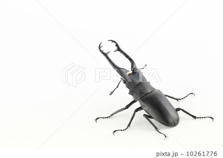 ギラファノコギリクワガタ ギラファノコギリクワガタ 10261776
