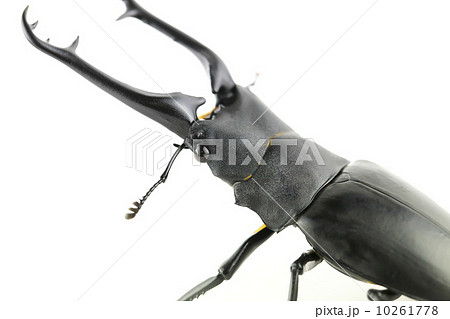 ギラファノコギリクワガタ ギラファノコギリクワガタ 10261778