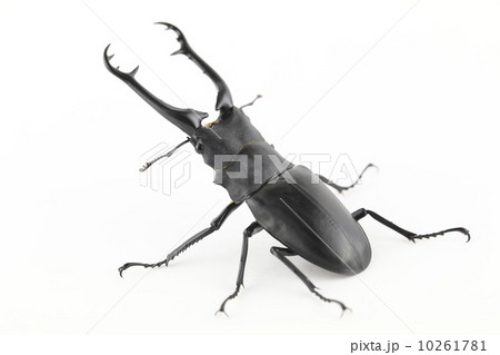 ギラファノコギリクワガタ ギラファノコギリクワガタ 10261781