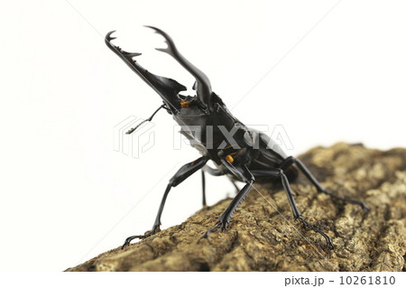 ギラファノコギリクワガタ ギラファノコギリクワガタ 10261810