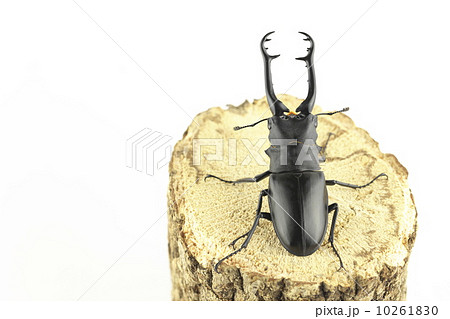 ギラファノコギリクワガタ 10261830