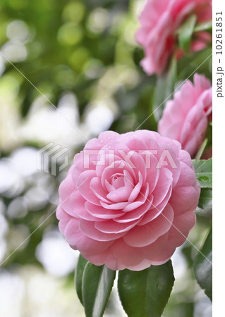 乙女椿 乙女椿 10261851