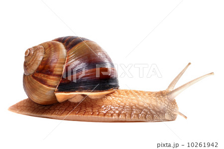 Snail on white background 10261942