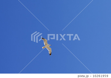 Seagull hover in clear blue sky 10261959