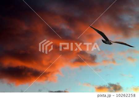 Seagull against sunset sky 10262258