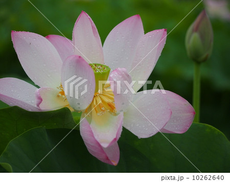 蓮の花 蓮の花 10262640