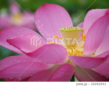 蓮の花 蓮の花 10262641