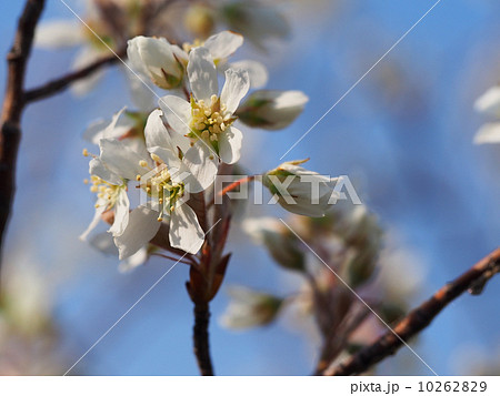 ジューンベリーの花 ジューンベリーの花 10262829