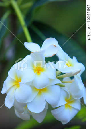 ヨーク島のフランジパニ ヨーク島のフランジパニ 10262845