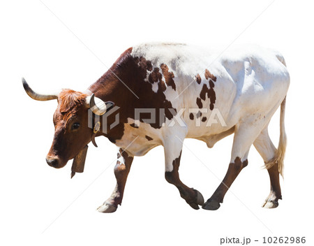 Walking bull, isolated over white background 10262986