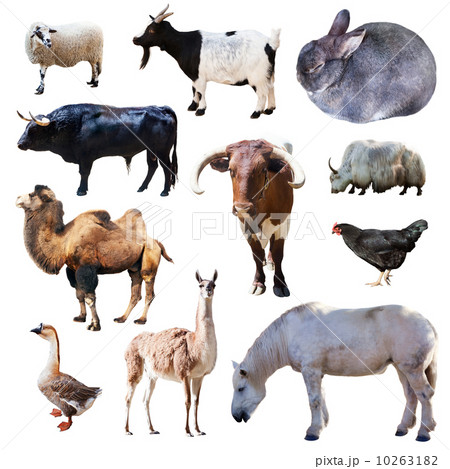 Set of farm animals. Isolated on white 10263182