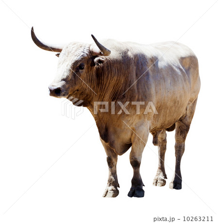 Adult gray bull, isolated over white 10263211