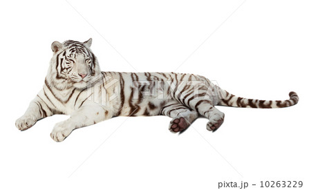 lying white tiger. Isolated  over white 10263229