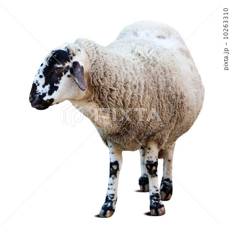 Sheep. Isolated over white 10263310