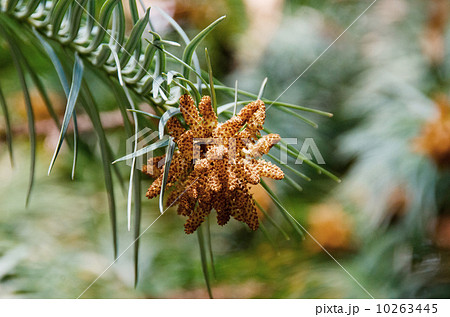 杉の雄花 杉の雄花 10263445