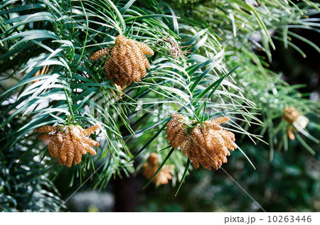 杉の雄花 10263446