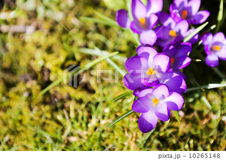 Flowering crocus spring flowers on green grass background. 10265148
