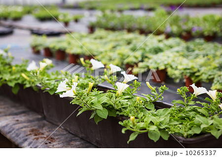 Greenhouse with blooming petunia flowers Greenhouse with blooming petunia flowers 10265337