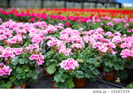 Greenhouse with blooming geranium flowers 10265339